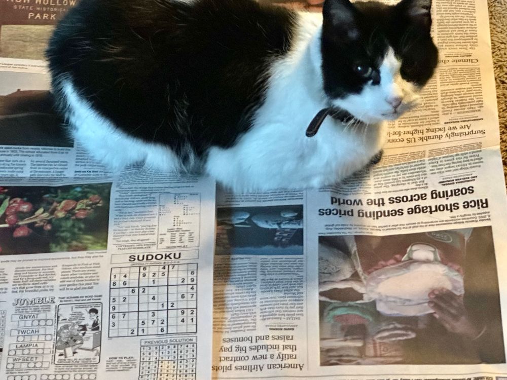 Photo of a black and white cat lying in the middle of an open newspaper.