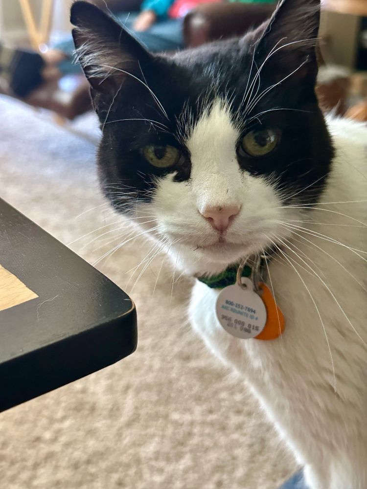 Photo of a black and white cat staring at the camera with a bemused expression