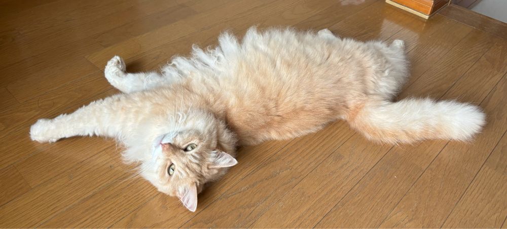 廊下に落ちてる我が家の猫、茶々。