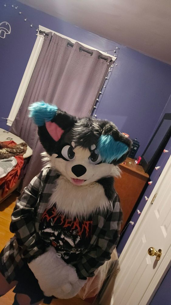 Fursuiter wearing a dog partial, In a purple bedroom with fairy lights strung around the wall

Two white handpaws, a black and white border collie/corgi mix head. The head has one ear raised and one flopped over, both ears have teal tips. A black tail with a white tip is out of frame. 

She's wearing a black graphic t-shirt with an angry raccoon on it, and red writing in a font similar to metal bands. On top of that is a black and white button up. She's also wearing a black and burgundy skirt with black thigh highs