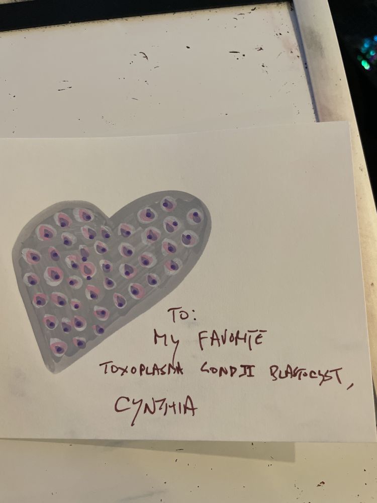 a toxoplasma gondii blastocyst in the shape of a heart