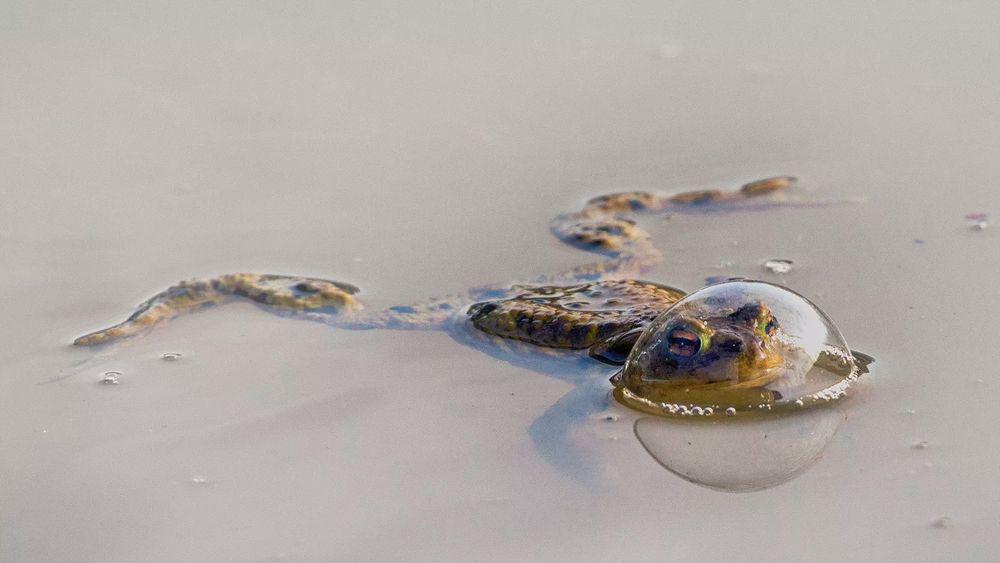 A frog floats in murky water with their head inside a bubble on the water's surface. They looks like a little astronaut. 