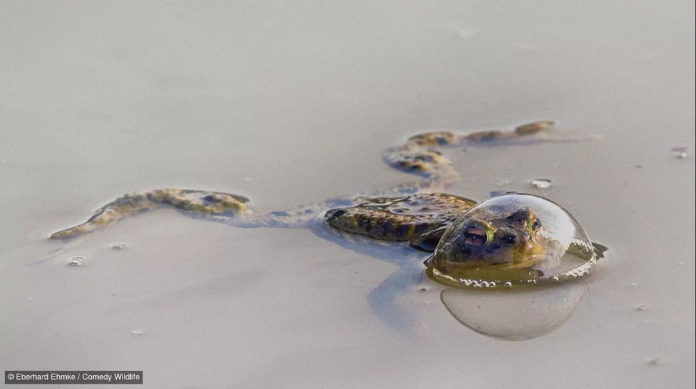 A frog appears in a bubble on the surface of the water. They look like a little astronaut.