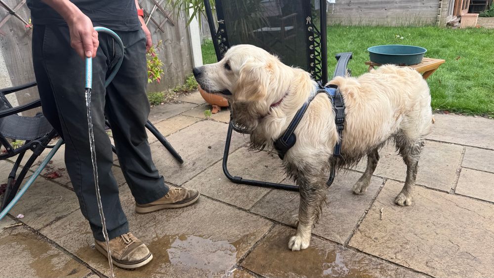 A blond golden retriever who is covered in mud from his undercarriage down. Standing on a sandstone patio looking left at water coming out of a hose. A man is holding the hose but all we can see of him is pair of legs in dark trousers, dun coloured shoes and his hands. 