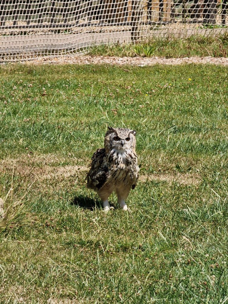 À cute owl stood on some grass on a sunny day