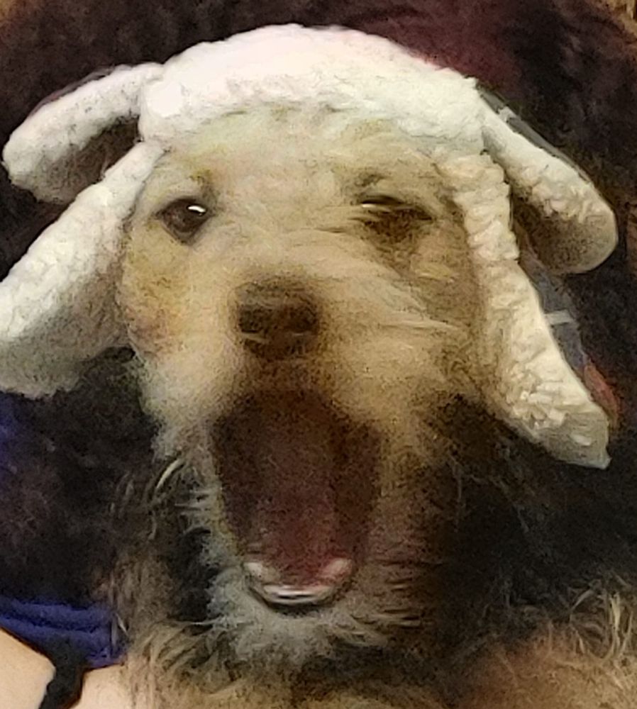 A somewhat scruffy-looking Terrier mix wearing an ushanka hat caught in mid-yawn, looking like he's yelling at the camera.  @writestarlight.bsky.social's arm and hair are just visible behind him as she holds him for the camera.