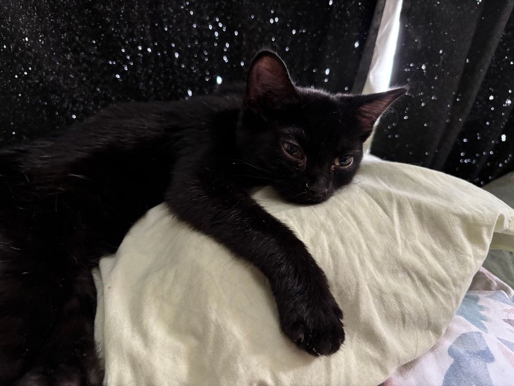 a black kitten laying on a light green pillow. behind her are some black curtains.