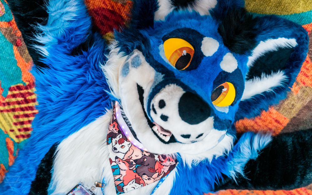 Blue fox carpet laying on carpet and he eepy, be eepy with him