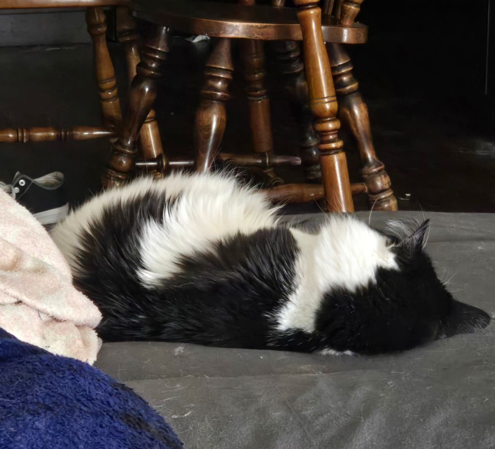 A cat sleeping like he works 16 hour shifts in construction instead of the spoiled life he lives