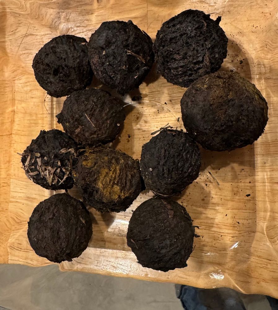 Ten black walnuts in a clear glass dish. Each is a bit over an inch in diameter, with hard, jagged black hulls.