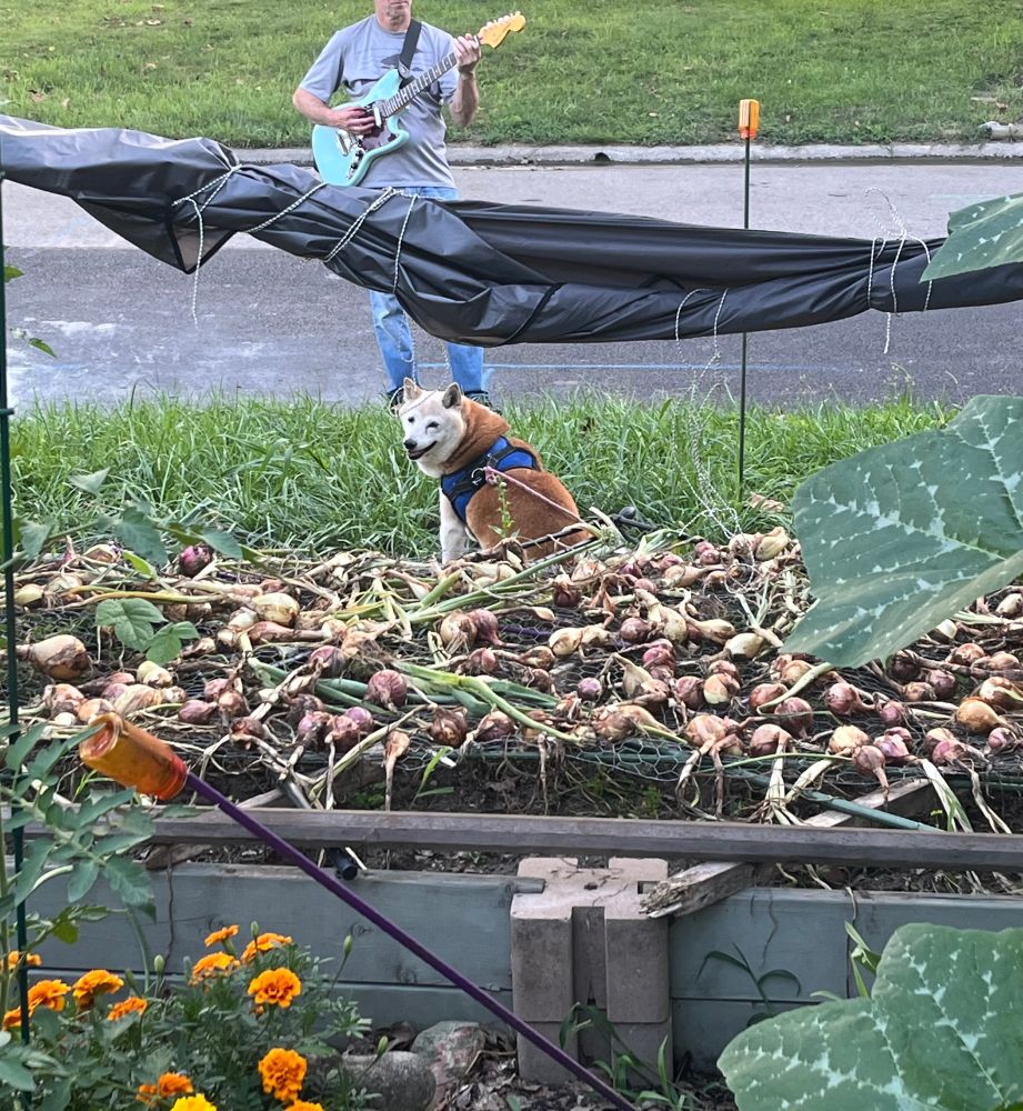 A large red Shiba Inu sits on a grass lawn. In the foreground is a raised garden bed filled with harvested onions drying (a rolled tarp is over them to keep rain off them). She is looking back over her shoulder at the camera, a smile on her face. Behind her, standing at the edge of the street, is a man playing a baby blue electric guitar. She is very happy to be serenaded.