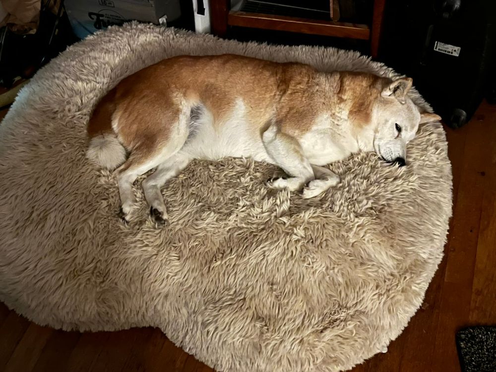 A large red Shiba Inu reclines on her beige, poofy, fuzzy bed. She is laying on her left side, completely relaxed, eyes at halfmast.