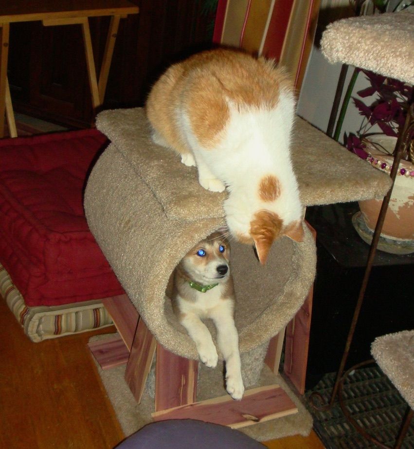 A small Shiba Inu puppy pays inside the tube of a cat tower. An orange and white cat sits on top of the tower, looking over the edge at the puppy below. This is their first day together.