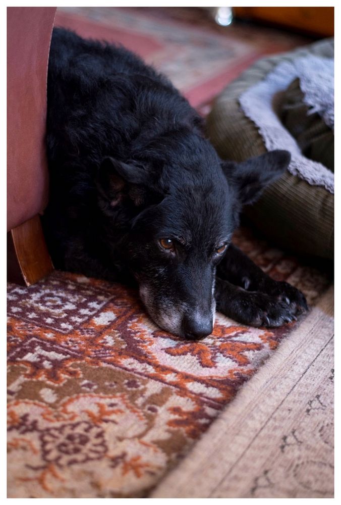Emma, a black dog with white on her muzzle (especially round her nose), is laying in the floor, next to one of her numerous beds, partially behind a chair, convinced I couldn’t see her.