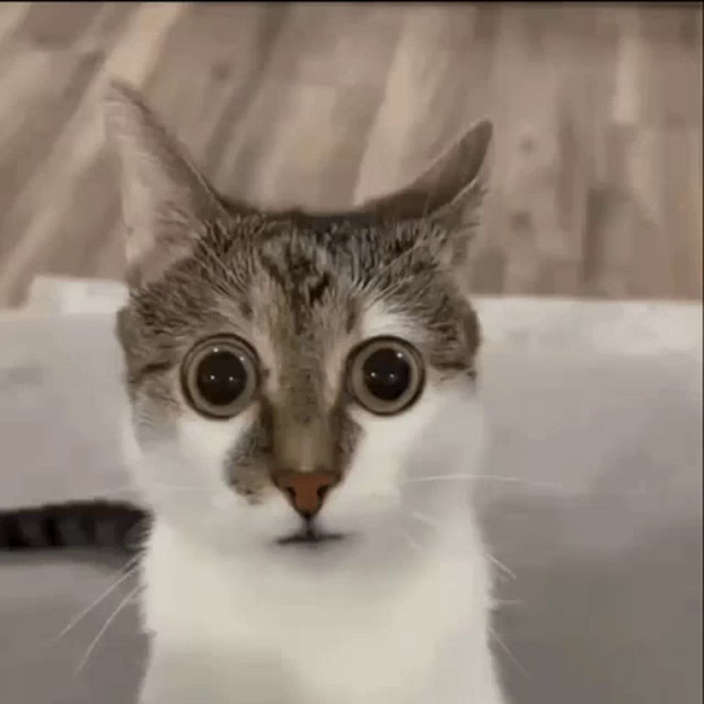 a close up of a cat 's face with big eyes .