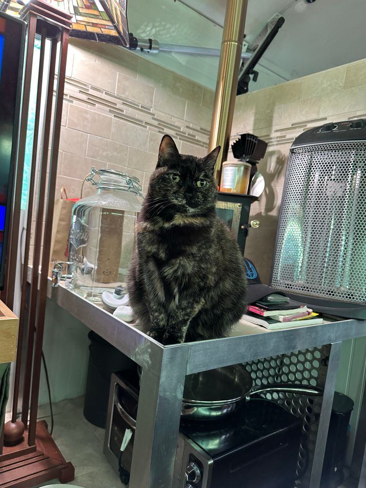 A lovely little tortoiseshell cat, AKA tortie. 