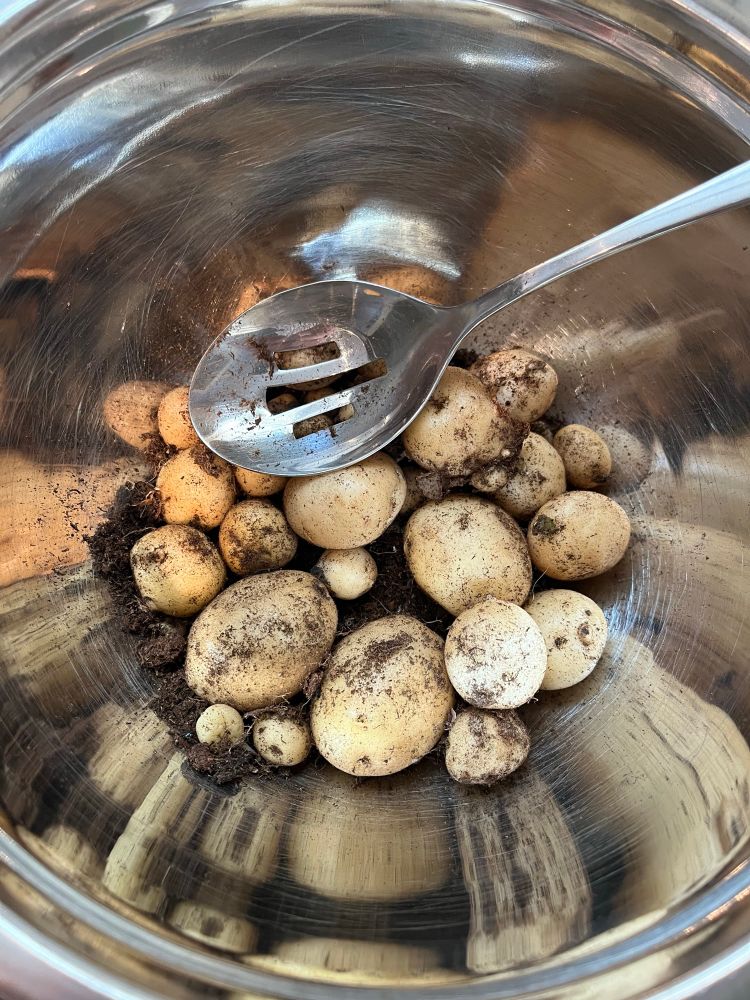 A bunch of small, dirty potatoes fresh from the garden in a large tin bowl.