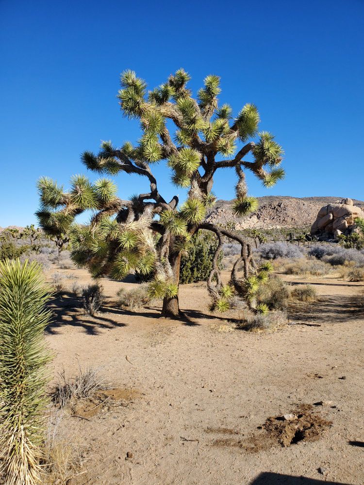 Joshua tree