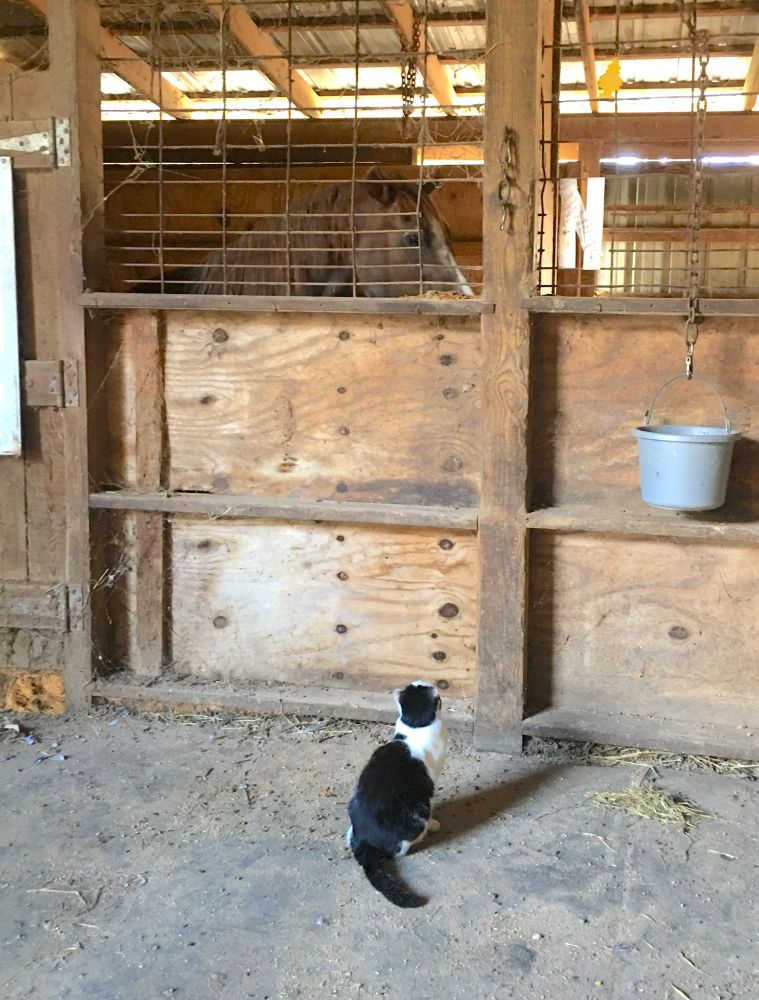 Tuxedo cat sitting on a concrete floor looking up at a chestnut horse standing in a stall. This is Merlin, one of the many rescue cats who have refuge here in the barn. Zip is an old stallion who has his own stall and outdoor run area. Volunteers come twice a day to feed, water, clean up and work with all the horses, cats, and a friendly goat. 