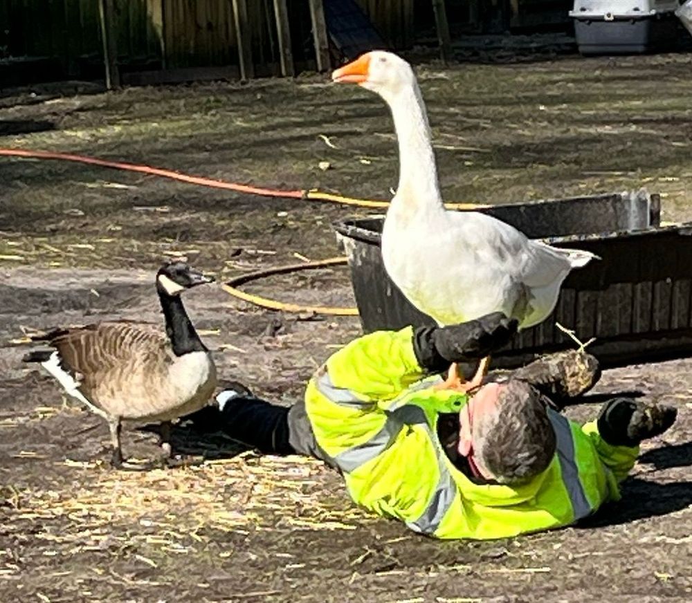 A man in a fluorescent jacket is lying on his back in a paddock. A big white Embden goose called Boris is standing proudly on the man’s chest. A Canada goose looks on from the left with a quizzical tilt of the head. 