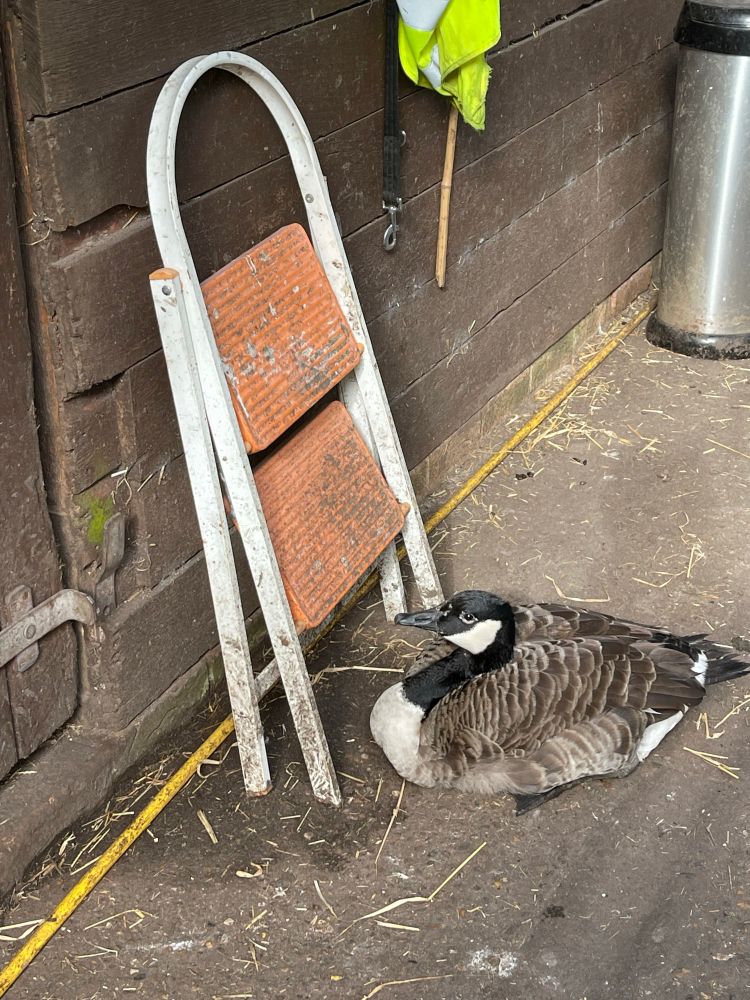 A Canada goose sits at the base of a set of portable metal steps. 