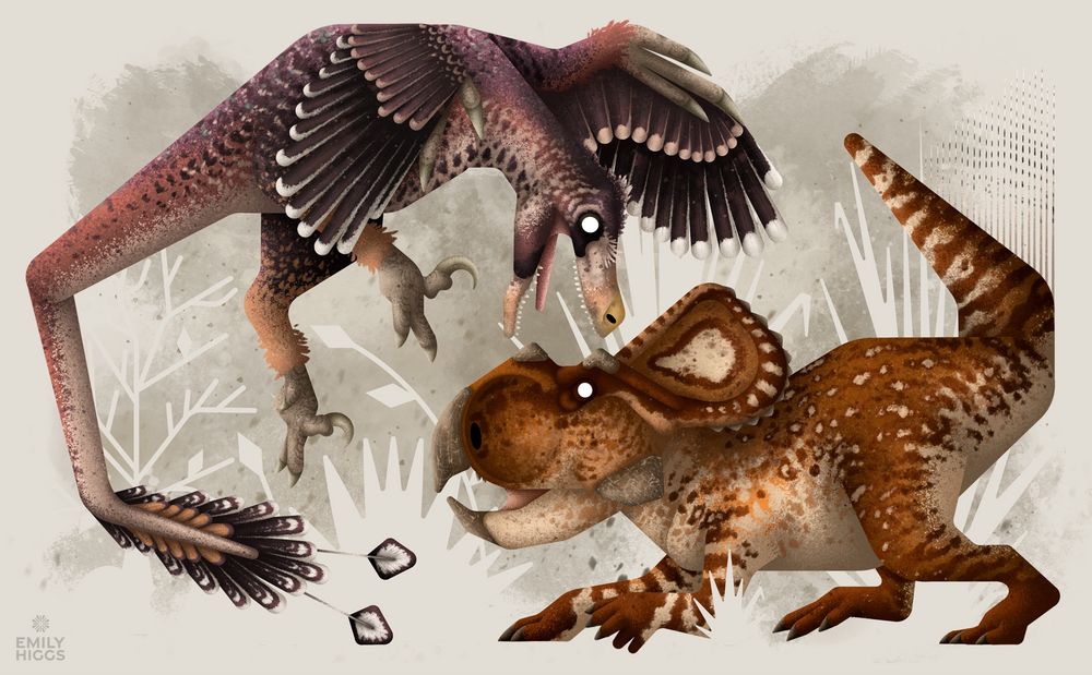 A stylised pose of the iconic ‘frozen in time’ fossil of Velociraptor and Protoceratops 
