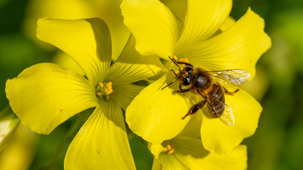  European honey bee on yellow Wood Sorrel floor, Marina Alta, Spain
04 February 2025 , FUJIFILM X-S10 , XF70-300mmF4-5.6 R LM OIS WR , 239.8 mm, F10.0 , 1/680 , ISO 160 
