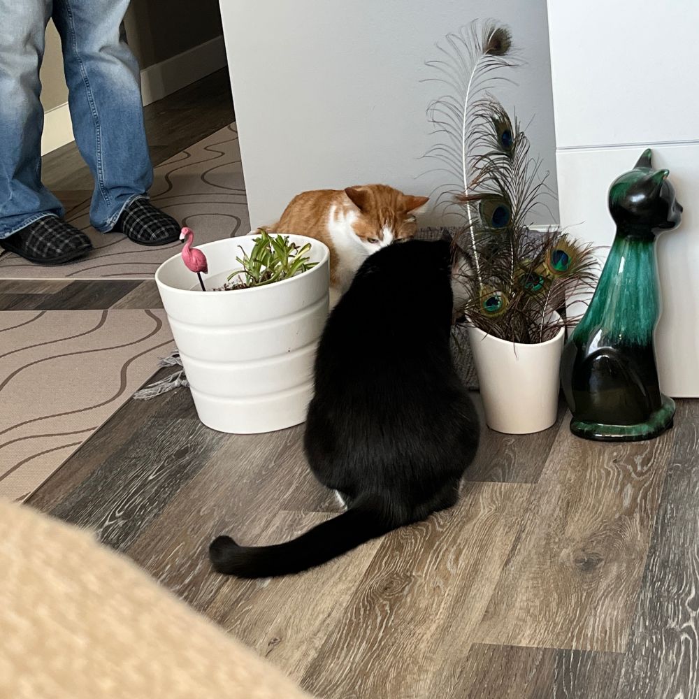 A black cat has her black to the camera. She’s chewing on cat grass
Facing the camera is an orange & white tabby cat. She’s chewing on the cat grass as well
To the left of the black cat is a spider plant that has been chewed down
To the right of the black cat is a white pot with peacock feathers (that surprisingly are intact)
Next to the feathers is a green ceramic cat  