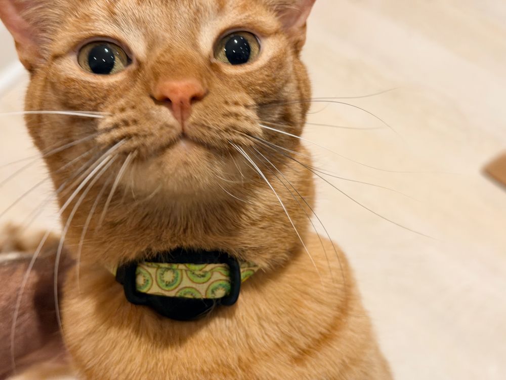 A slightly out of focus picture of HAM, a big fat square headed orange tabby tomcat, looking dorking directly into the camera.