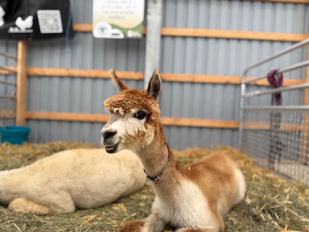 A photo of a very handsome young alpaca, chilling at the Erin Fall Fair