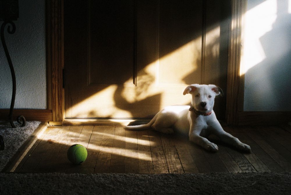 Film photo of a dog with her ball