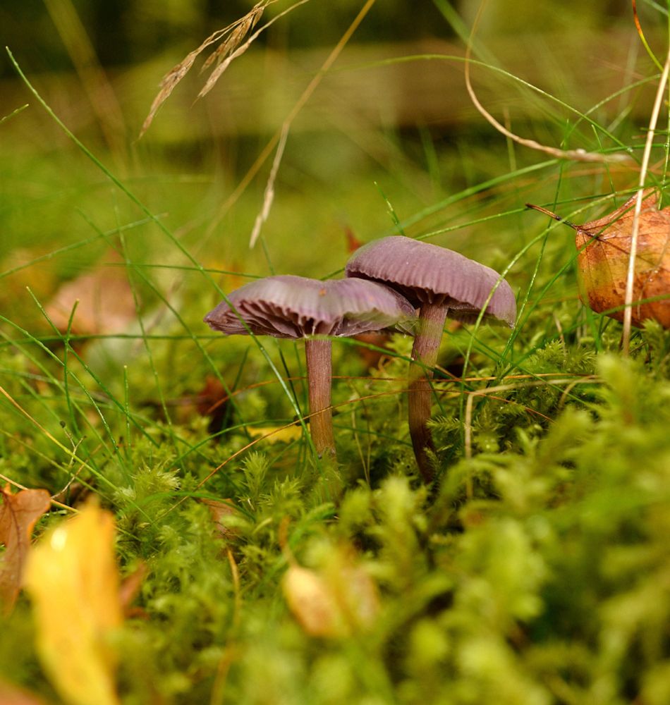 A pair of Amethyst deceivers (Laccaria amethystina) taken today in Dawyck Botanic Gardens, near Peebles, Scotland. #Fungi #Mushrooms #Mycology #Nature #Photography #Nikon @thebotanics.bsky.social 