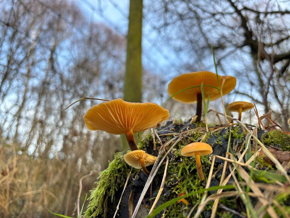 Velvet Shank mushrooms (Flammulina velutipes) taken yesterday at Bavelaw Marsh/Red Moss of Balerno Nature Reserve. #Fungi #Mushrooms #Mycology #Nature #Photopgraphy @scotwildlife.bsky.social 