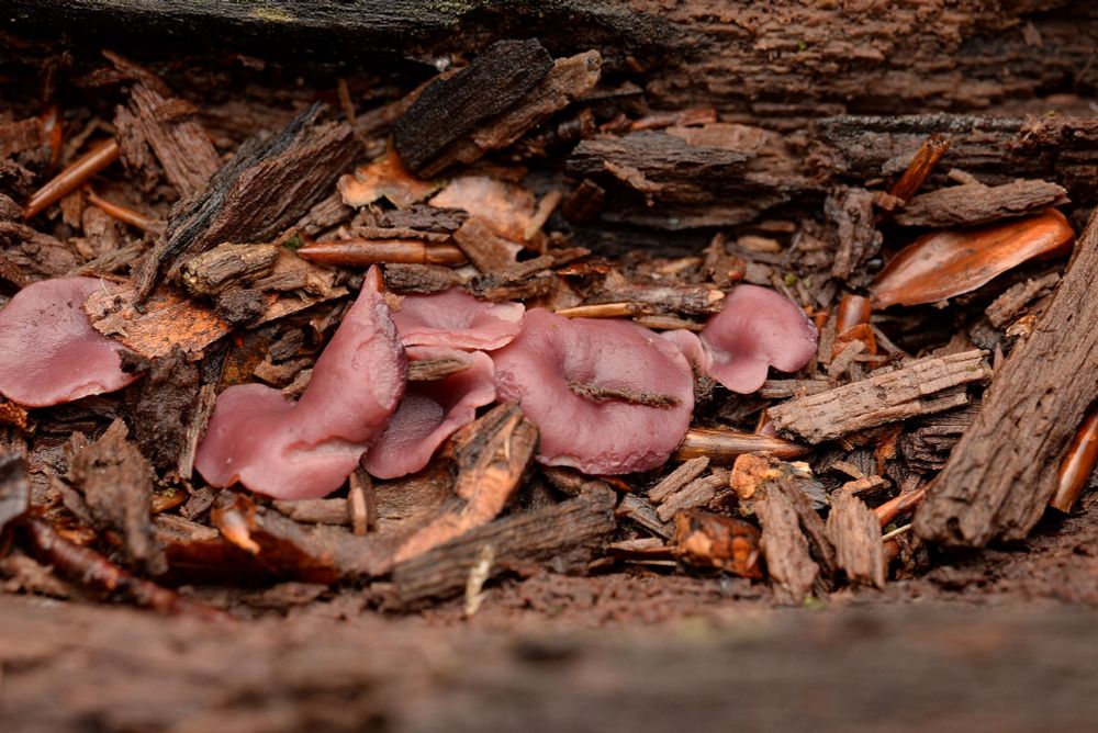 Another small group of Purple jellydisc (Ascocoryne cylichnium) found on well a rotted log in a West Lothian woodland yesterday. 