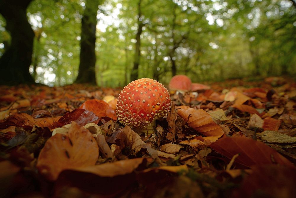 A few Fly agaric mushrooms (Amanita muscaria) seem in a West Lothian woodland this afternoon. #Fungi #Mushrooms #Mycology #Nature #Photography #Nikon 