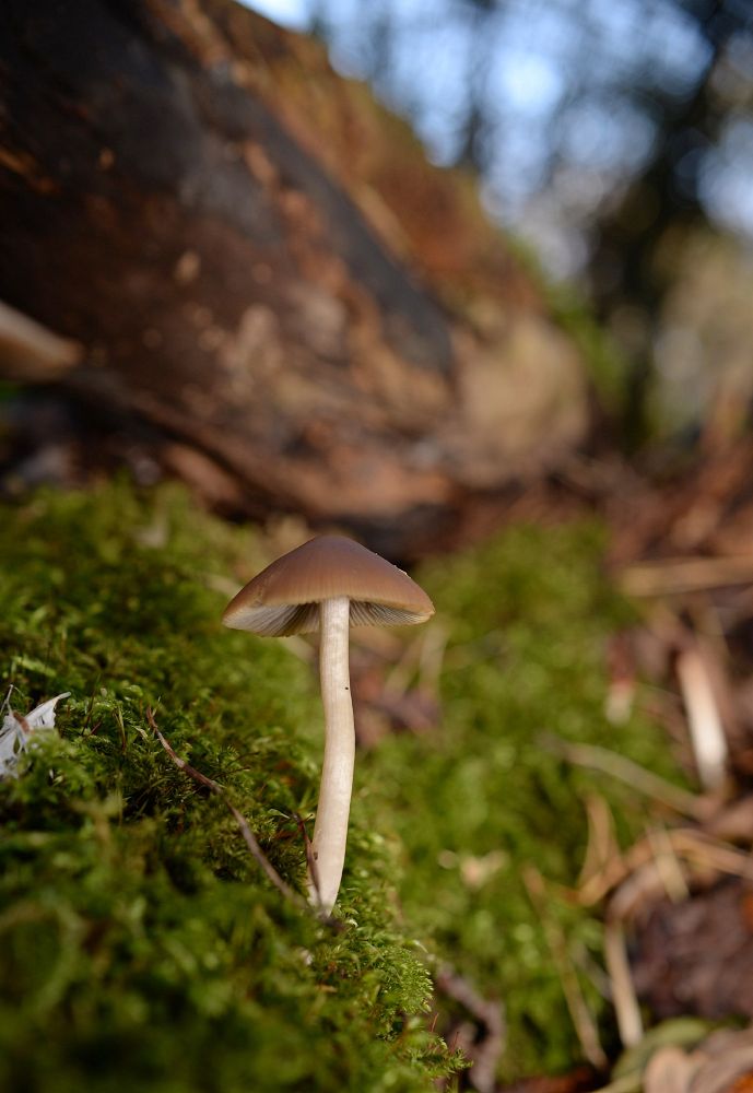 A solitary bonnet on a mossy stump! 