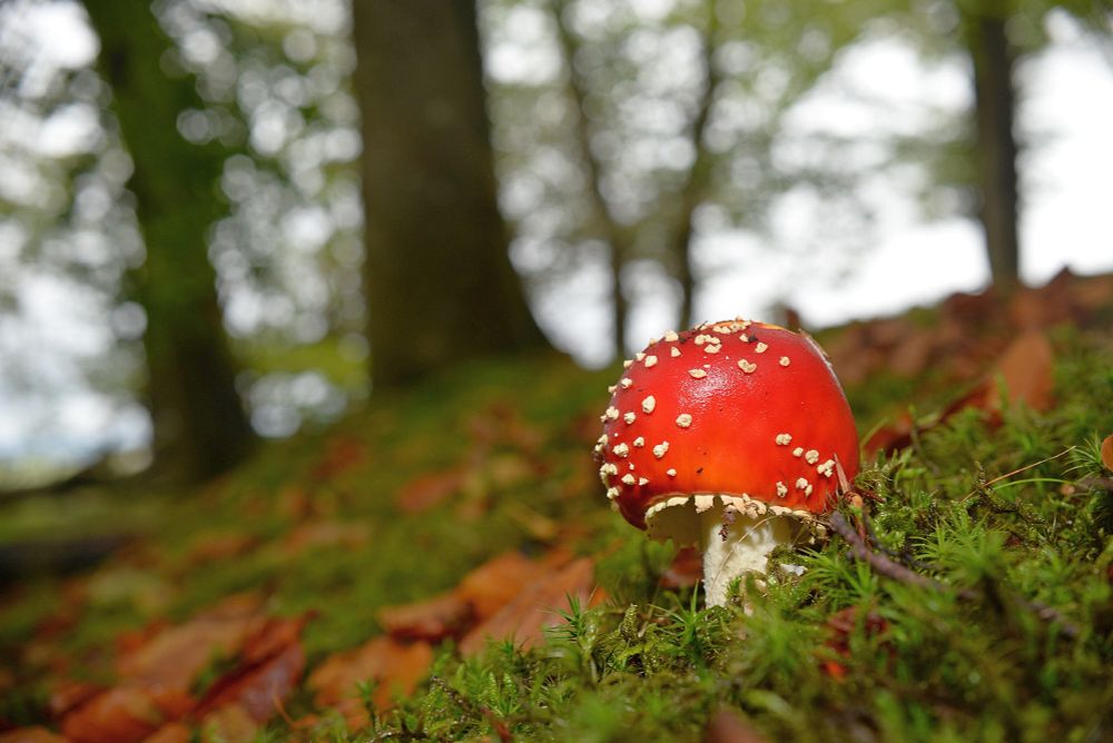 A few Fly agaric mushrooms (Amanita muscaria) seem in a West Lothian woodland this afternoon. #Fungi #Mushrooms #Mycology #Nature #Photography #Nikon 