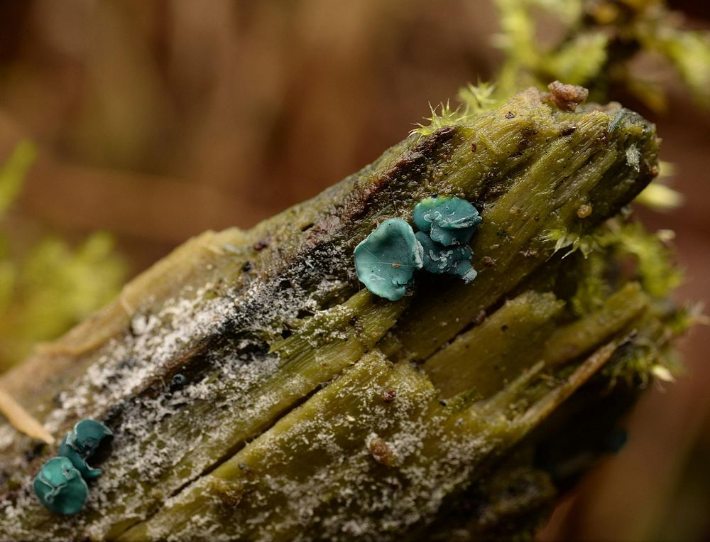 Tiny fruiting bodies of Green elf cup (Chlorciboria aeruginascens) found this morning near Bavelaw Marsh at Red Moss of Balerno Nature Reserve.