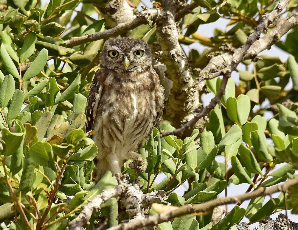 Little Owl (Athene noctua) taken in an abandoned olive grove near Villamartin, Orihuela, Murcia, Spain. 