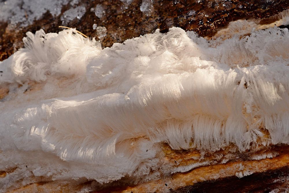 Hair Ice in a Midlothian woodland this morning. Formed on dead wood, mainly beech.