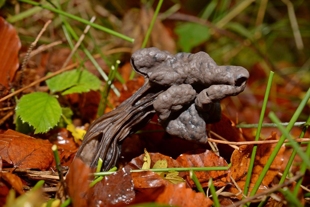 Elfin saddles (Helvella lacunosa) found today in Selm Muir Forest, West Lothian. Spotted close to a stream in a drainage ditch running alongside an avenue of beech trees. This one was very large, about six inches tall.