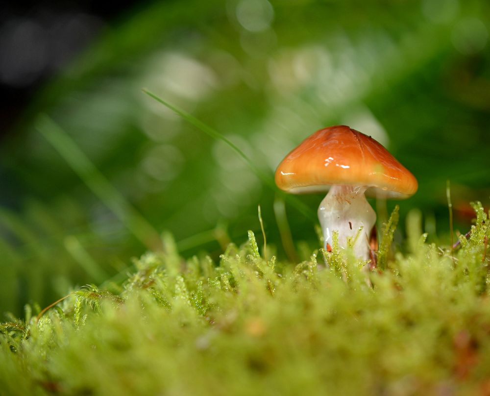 Orange webcap (Cortinarius mucosus) aka the Slimy cortinarius. Under pines today in Selm Muir Forest, West Lothian.