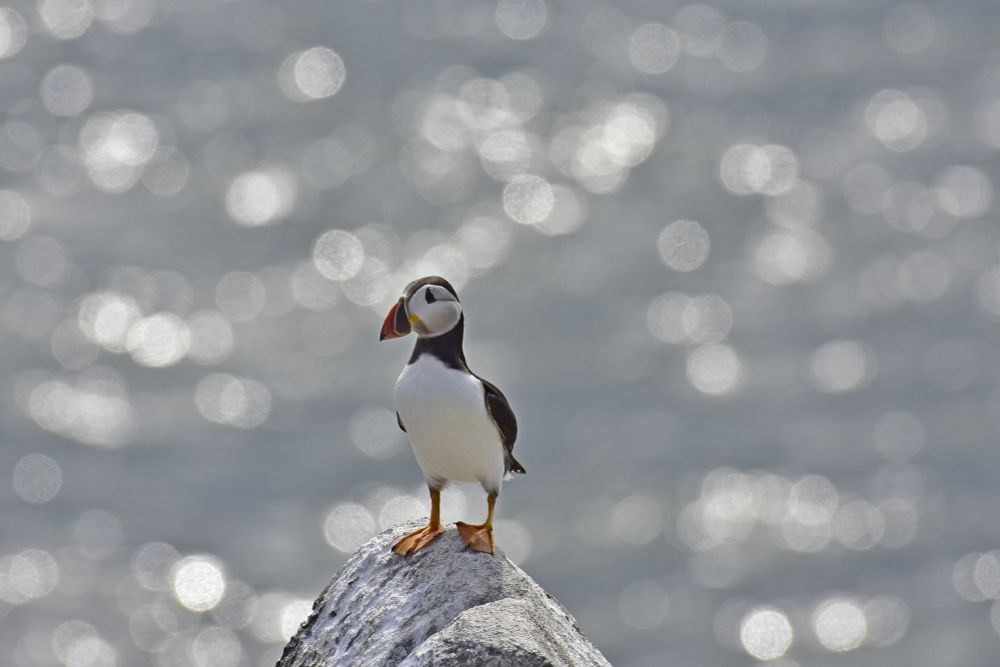Today's #BirdoftheDay prompt is #OntheEdge. An Atlantic Puffin (Fratercula arctica) having a quiet moment on a clifftop overlooking the North Sea. The Isle of May, a National Nature Reserve off the East Coast of Scotland with 46,000 breeding pairs of puffins amongst some 250,000 seabirds that breed annually on this tiny island. Including Guillemot, Kittiwakes, Arctic Terns, Eider Duck, Shag, Razorbills, Oyster Catchers and various gulls. Also a stop off point for many migratory birds coming over the North Sea from Europe and Scandinavia.