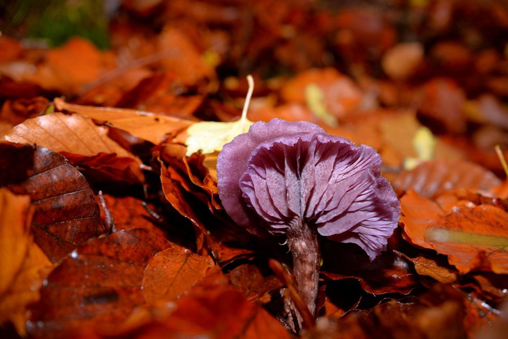 Sometimes Amethyst Deceivers (Laccaria amethystina) twist themselves into quite beautiful contortions showing off their gills. These were found today near beech trees along a drainage ditch in Selm Muir Forest, West Lothian.