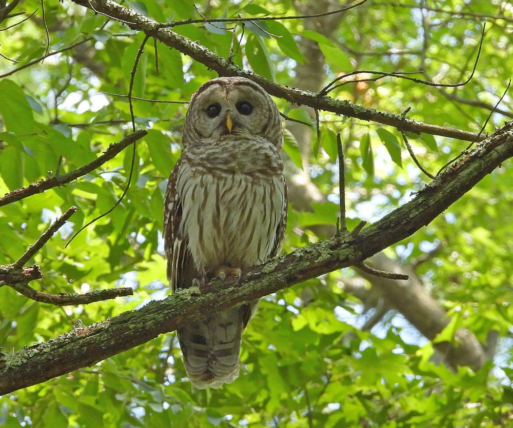 Barred Owl (Strix varia), taken in a woodland near the town of Carlisle, Massachusetts. 