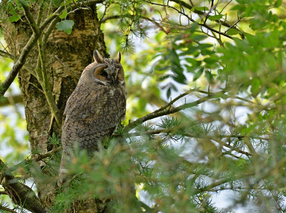 A Long Eared Owl (Asio otus) taken in the Pentland Hills, near Edinburgh, Scotland.
