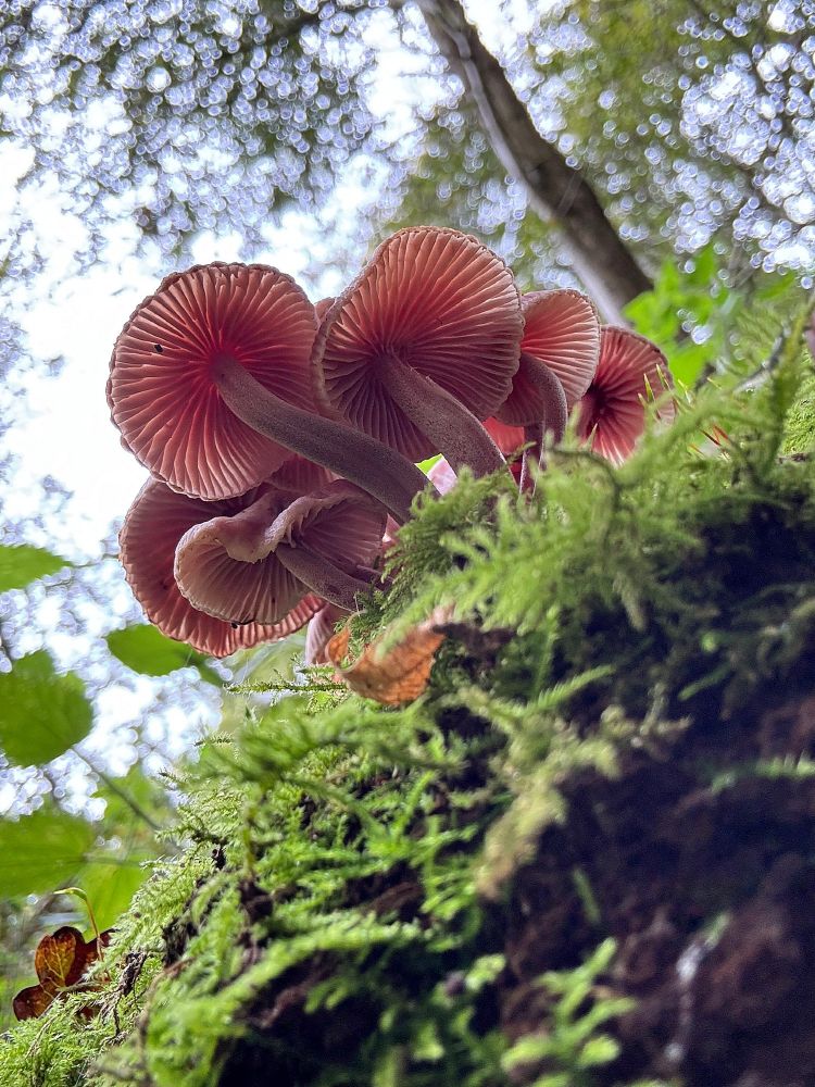 Used an iPhone with the camera flipped to selfie mode to get under the cluster of mushrooms and capture the beautiful form and structure of the caps. 