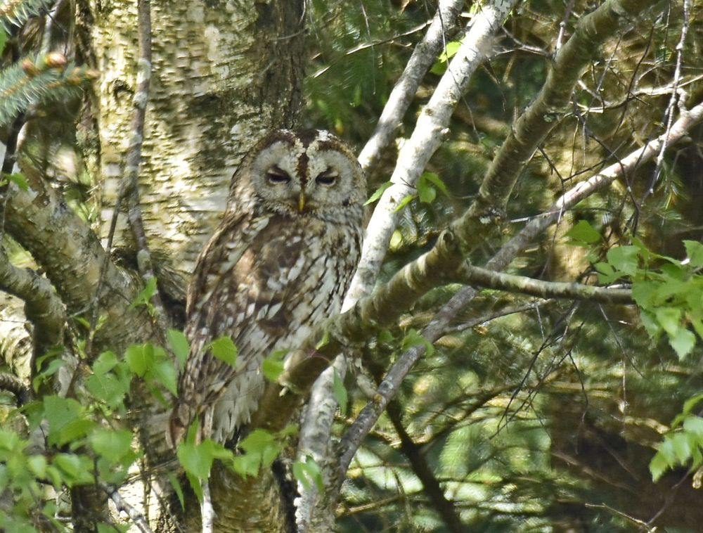A Tawny Owl (Strix aluco) taken near Gladhouse Rreservoir, Midlothian, Scotland.