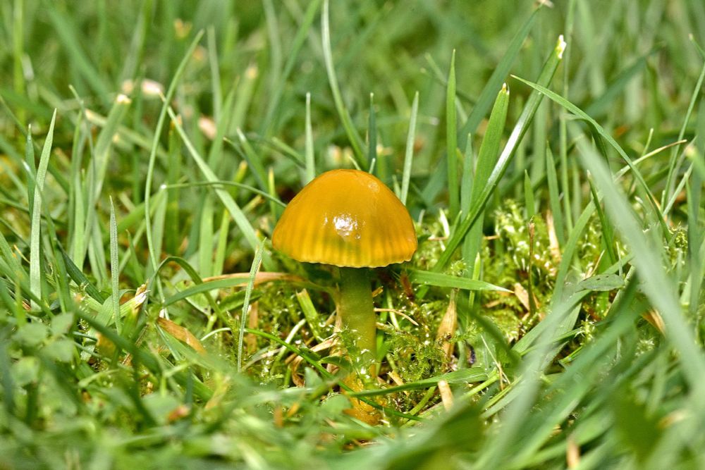 Parrot Waxcap (Gliophorus psittacinus) again on my lawn.