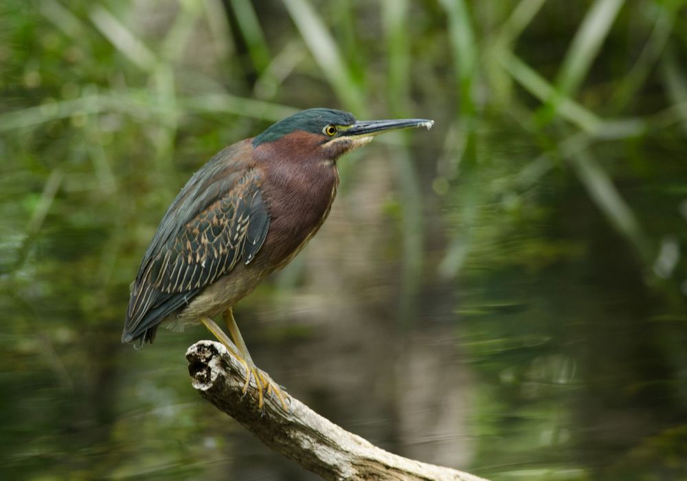 A Green Heron (Ardea herodias) taken at Sweetwater Strand along Loop Road running into Big Cypress National Preserve in the Florida Everglades. 